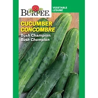 Burpee Bush Champion Concombre, Trancher