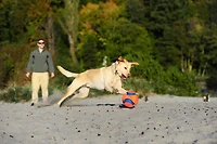 Chuckit! Grand jouet pour chien Kick Fetch Kick to Play Ball Couleur haute visibilité