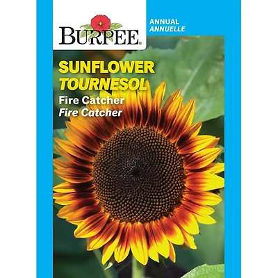 Burpee Fire Catcher Sunflower