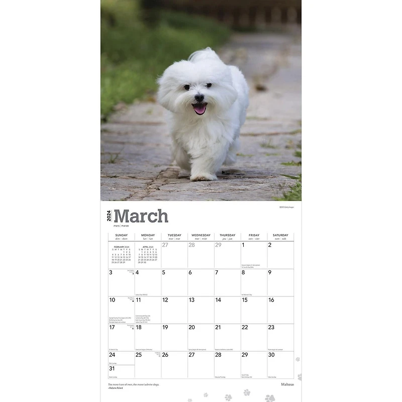 BrownTrout Maltese 2024 12x24 Inch Square Wall Calendar, 9781975463830