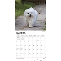 BrownTrout Maltese 2024 12x24 Inch Square Wall Calendar, 9781975463830