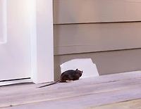 Flex Pâte Blanche Cartouche de pâte Flex Seal