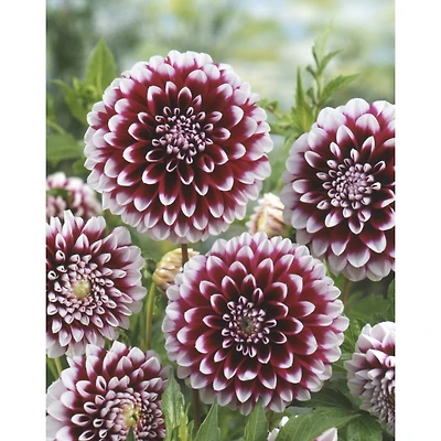 TASC Flower Bulbs - Dahlia Decorative Edinburgh (Annual)