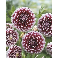 TASC Flower Bulbs - Dahlia Decorative Edinburgh (Annual)
