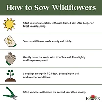 Burpee Mélange Vivace Par - Fleurs sauvages