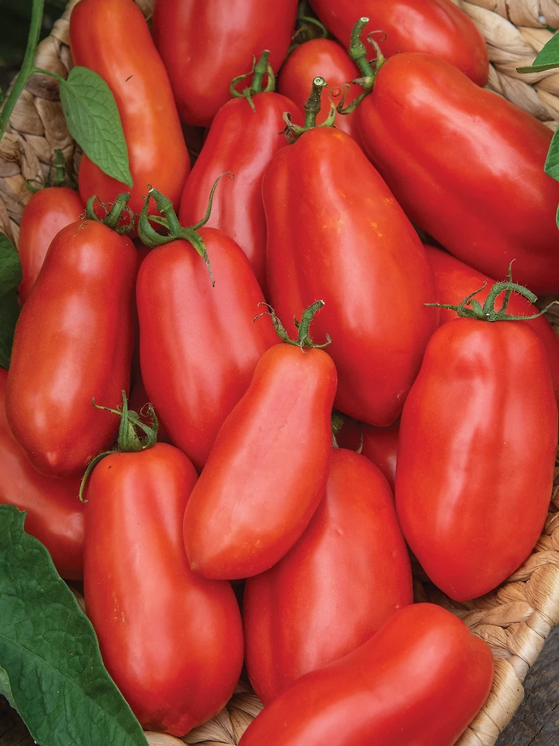 Burpee San Marzano Heir - Tomate