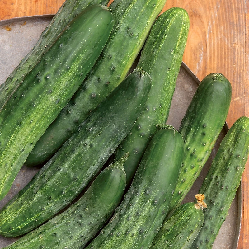 Burpee Bush Champion Cucumber