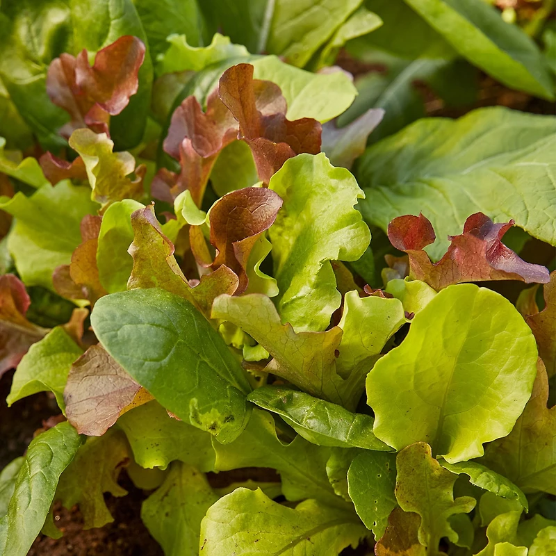Burpee Mélange de Salade Sucrée Heir - Mesclun