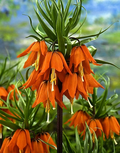 TASC Imperialis Rubra Maxima