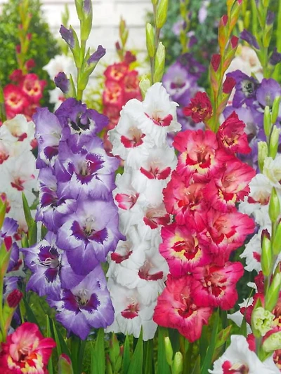 Collection de fleurs coupées