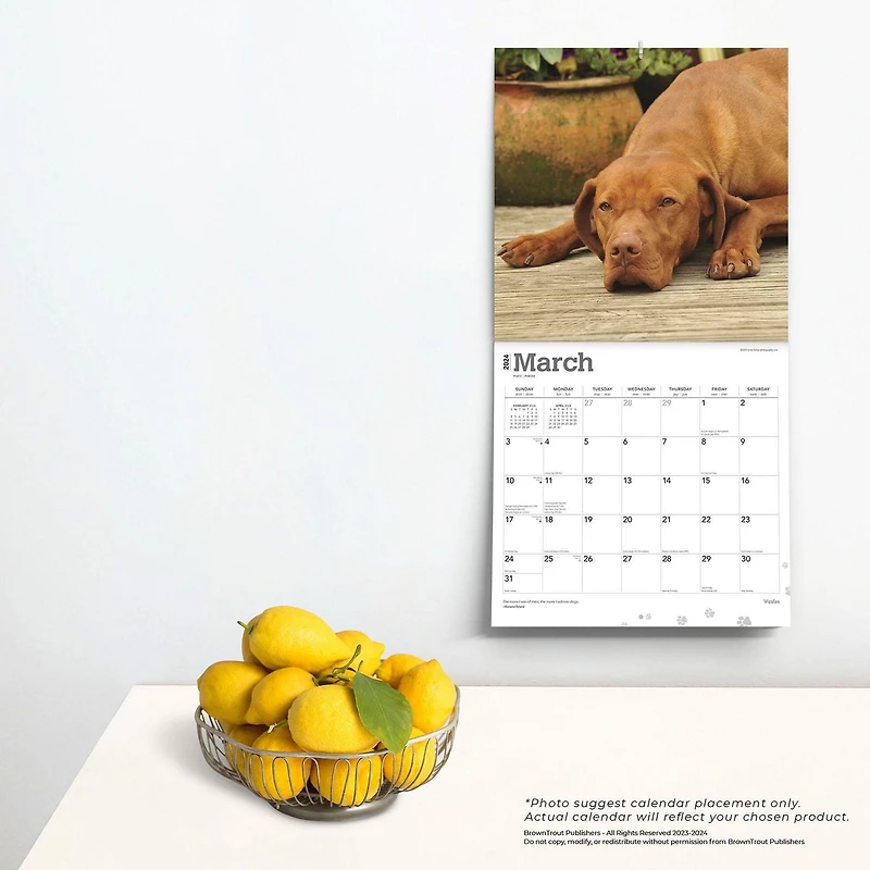 BrownTrout Vizslas 2024 12x24 Inch Square Wall Calendar, 9781975465575