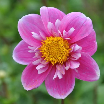 Dahlia Hartenaas Dahlia Hartenaas 2 Bulbes