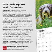 BrownTrout Bearded Collies 2024 12x24 Inch Square Wall Calendar, 9781975470654