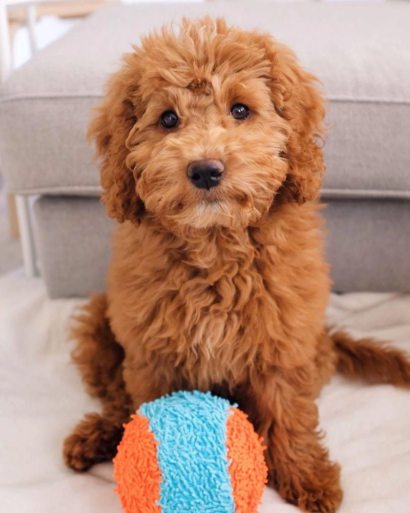 Chuckit! Jouet d'intérieur pour chien