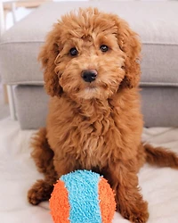 Chuckit! Jouet d'intérieur pour chien