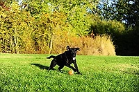 Balles de tennis à épaisseur moyenne Extrawall de Chuckit!