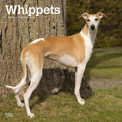 BrownTrout Whippets 2024 12x24 Inch Square Wall Calendar, 9781975470760