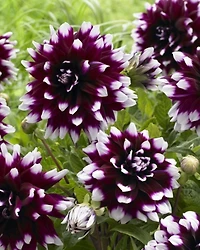 Tasc Flower Bulbs- Dahlia Mystery Day Annual