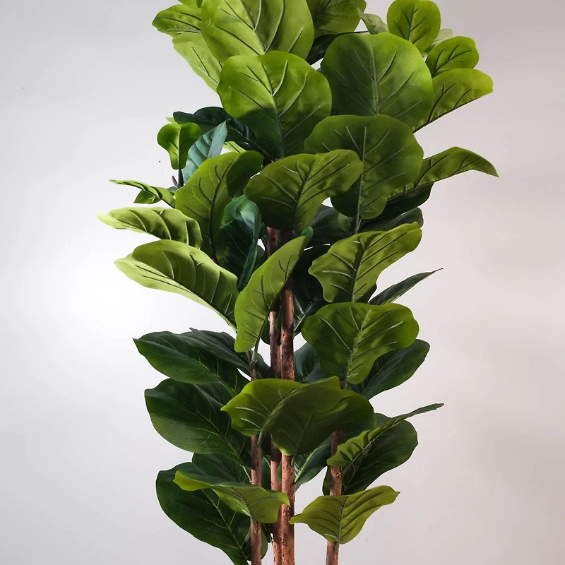 Potted Fiddle Leaf Fig Tree 4 Stem
