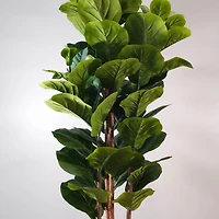 Potted Fiddle Leaf Fig Tree 4 Stem