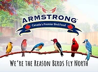 PEANUTS IN SHELL, Armstrong(TM) Easy Pickens® peanuts in the shell||High in protein and fat||Food for squirrels, chipmunks and wild birds||1.3 kg