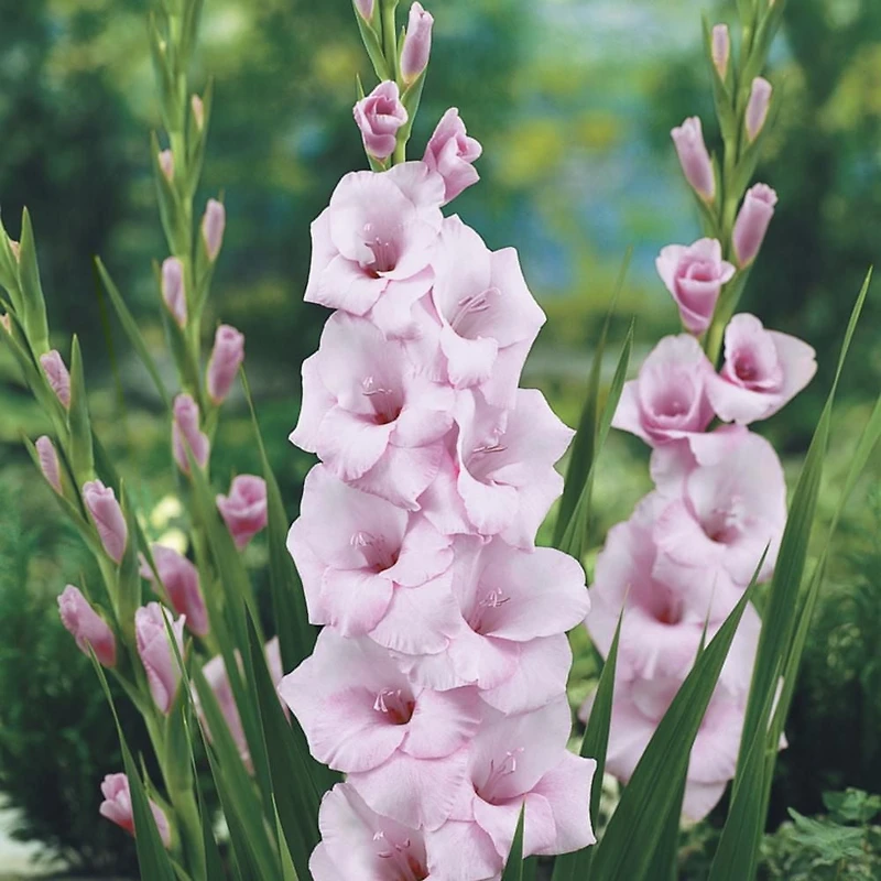 TASC Flower Bulbs Gladiolus Large Flowering Orleans (30 Bulbs)