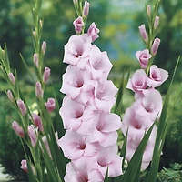 TASC Flower Bulbs Gladiolus Large Flowering Orleans (30 Bulbs)