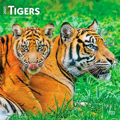 Tigres 2027 Carré
