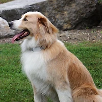 Finn & Winston No Shock Remote Training Dog Collar