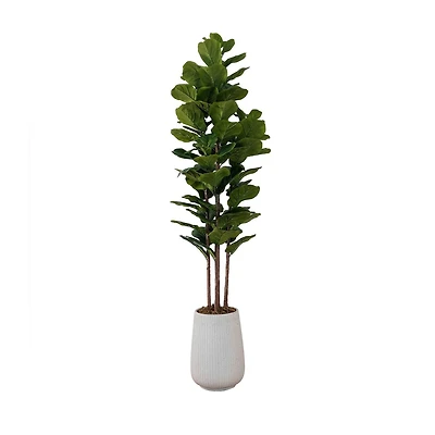 Feuille de figuier en pot 4 tiges