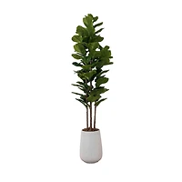 Potted Fiddle Leaf Fig Tree 4 Stem
