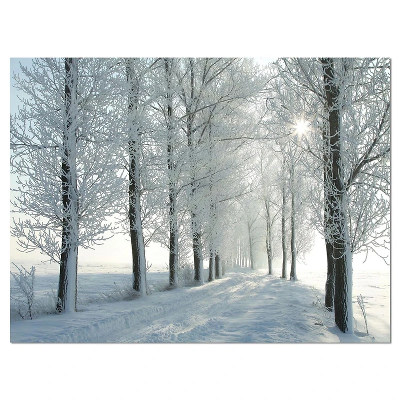Designart Winter Trees Backlit by Morning Sun Canvas Wall Art