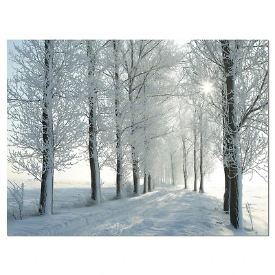 Designart Winter Trees Backlit by Morning Sun Canvas Wall Art