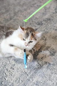 Quirky Kitty Reel Fun Baguette de pêche lumineuse et interactive pour chat