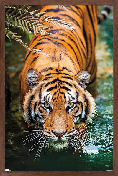 Tiger - Water Wall Poster, 22.375" x 34" Framed