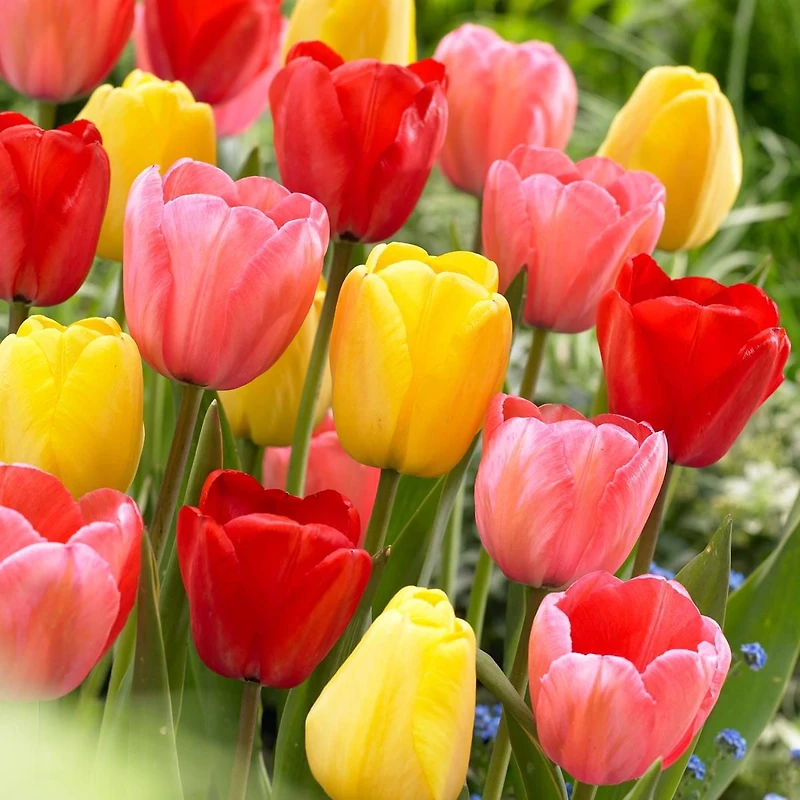 TASC Flower Bulbs- Tulipa Hybride de Darwin Assorted (20 Bulbs)