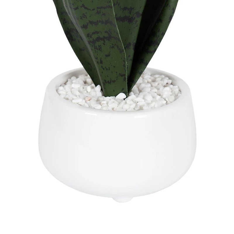 Plante serpent Kotera en pot ceramique