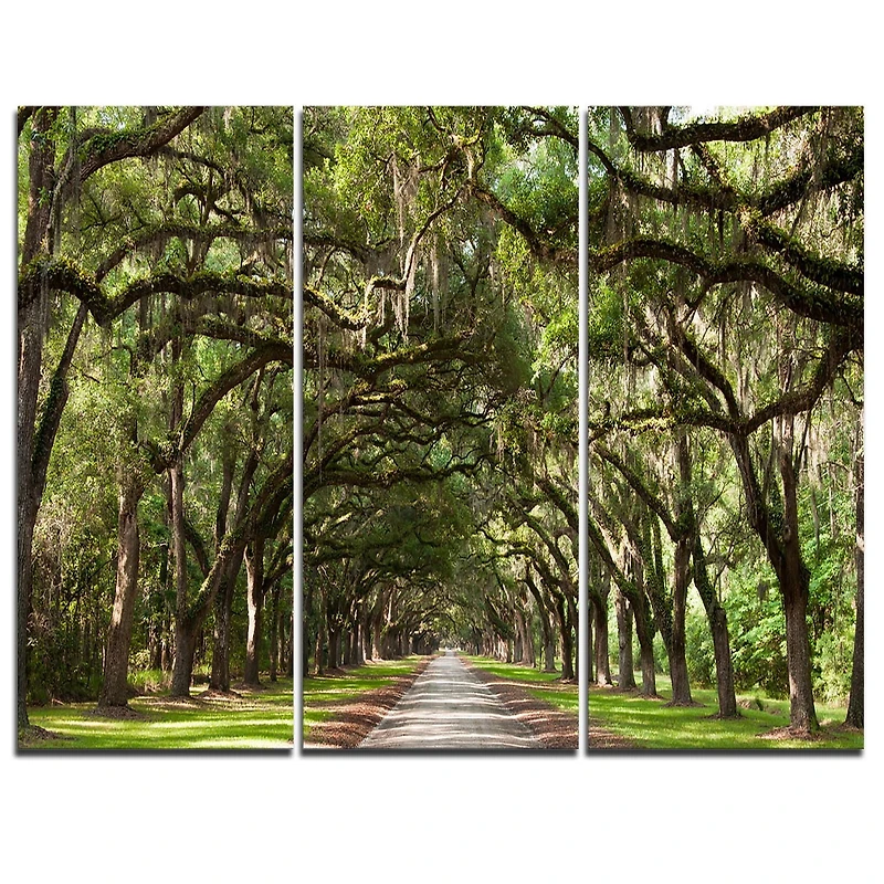 Design Art Live Oak Tunnel Photography Canvas Art Print