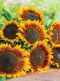 Burpee Fire Catcher Tournesol