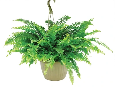 10PO JARDINIERE FOUGERE BOSTON 10PO JARDI BOST FERN