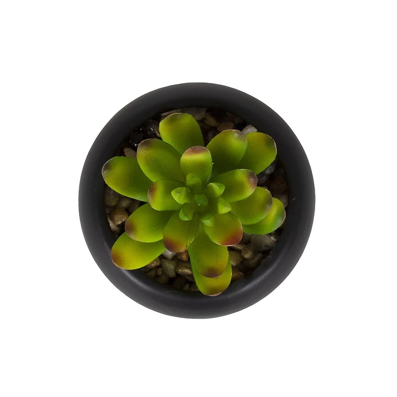 Hometrends Kelvin Succulent A