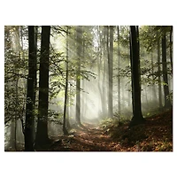 Design Art Light in Dense Fall Forest with Fog Landscape Canvas Art Print