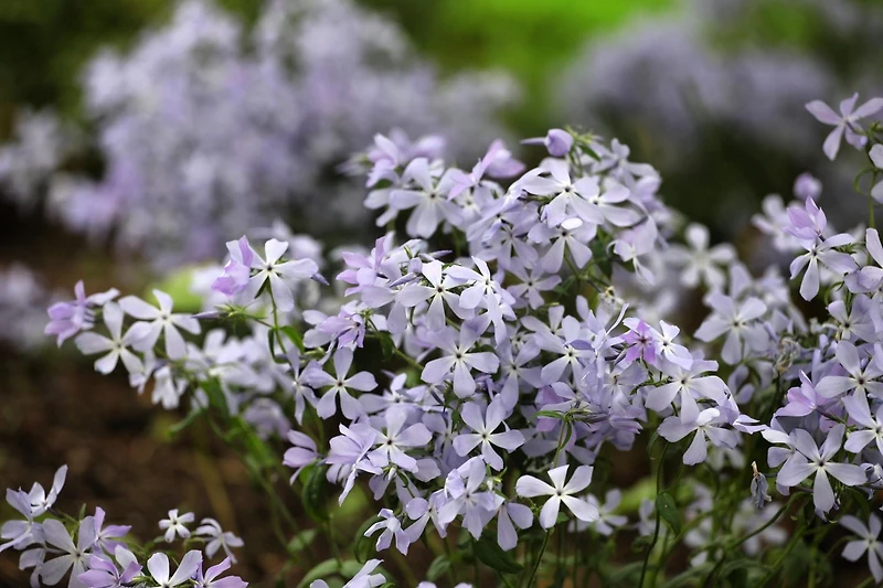 Phlox May Breeze, pot de 7,5 L (2 gal)