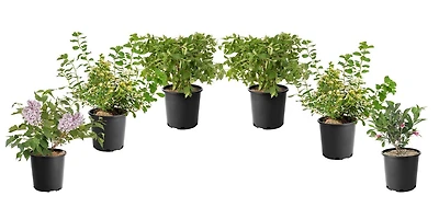 1 Gallon (3.8L) Flowering Shrub Mix 6 Pack