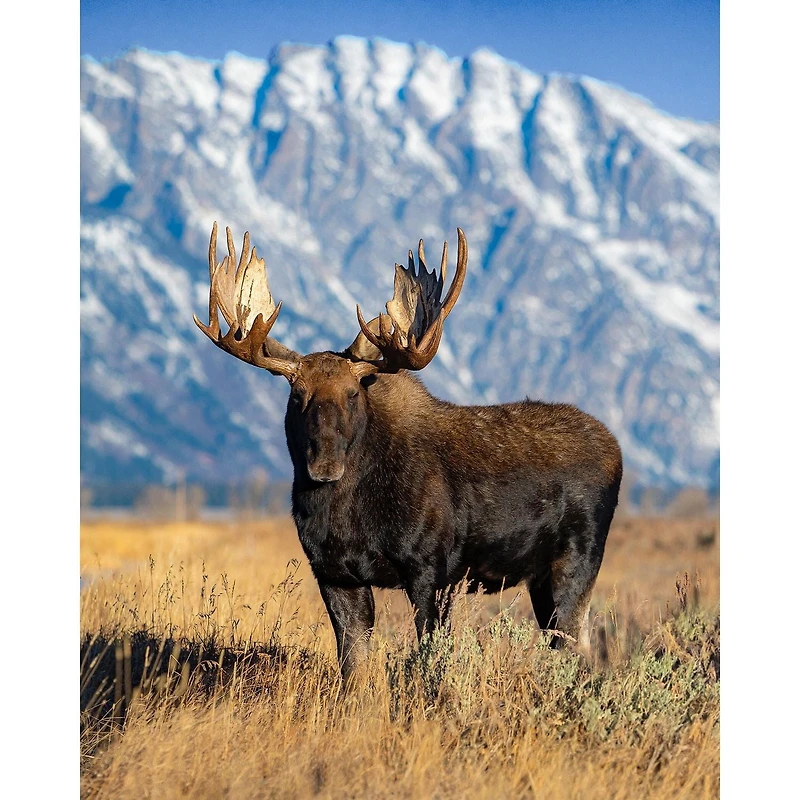 Printed Throw Moose Lover