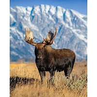 Printed Throw Moose Lover