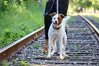 Pet Attire By Coastal Black Bones Laisse pour chien 5/8" x 06'