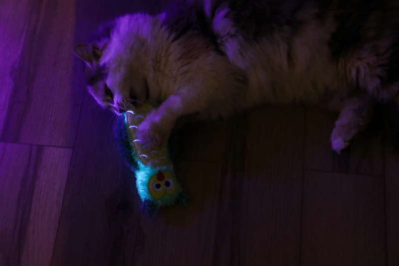 Quirky Kitty Jouet pour Chat Night Owl Kicker Phosphorescent de la Forêt Lumineuse