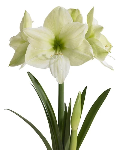 TASC FLOWER BULBS - AMARYLLIS LUNA- 1 BULB