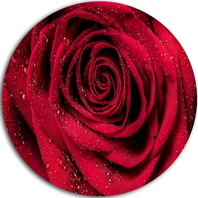 Design Art Red Rose Petals with Rain Droplets' Ultra Glossy Floral Metal Circle Wall Art